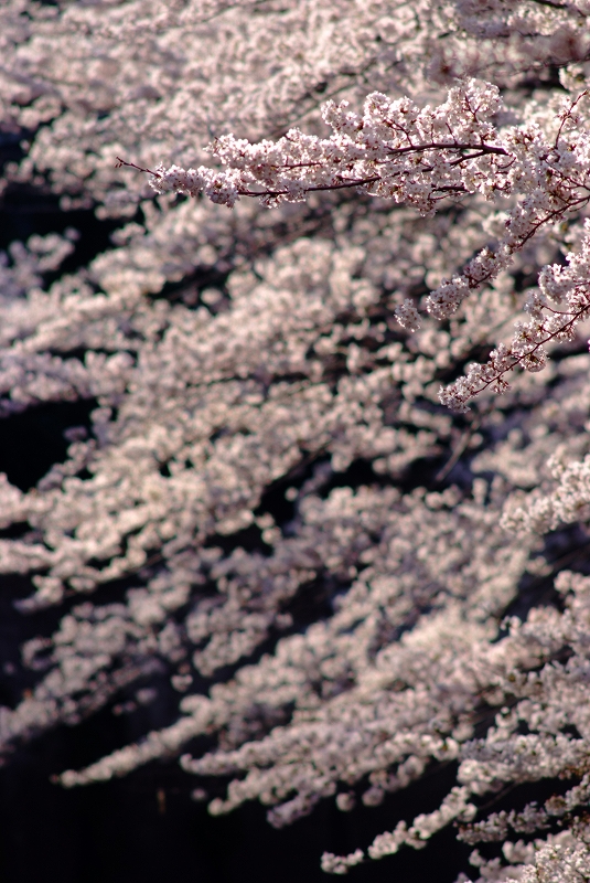 板橋石神井川　桜の思い出_f0050534_1347421.jpg