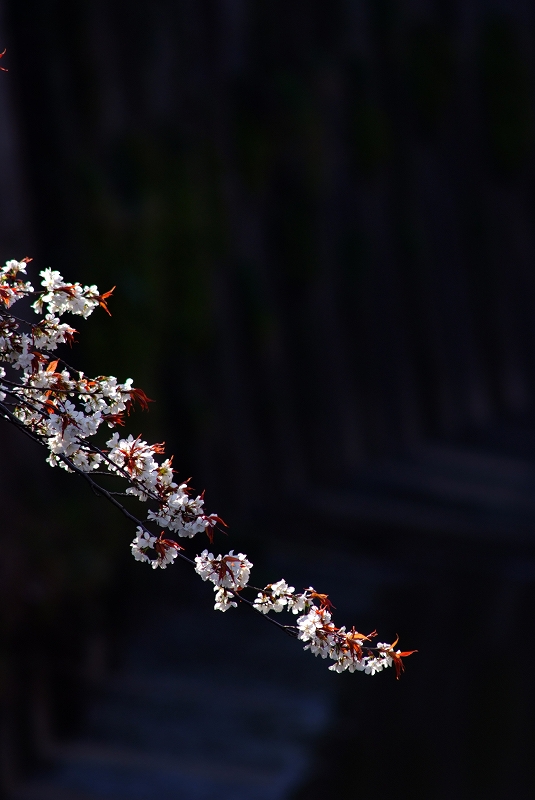 板橋石神井川　桜の思い出_f0050534_13475467.jpg