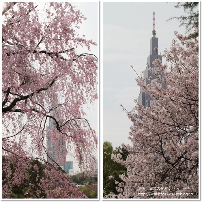 新宿御苑の草花（＾－＾）_e0052135_1836010.jpg