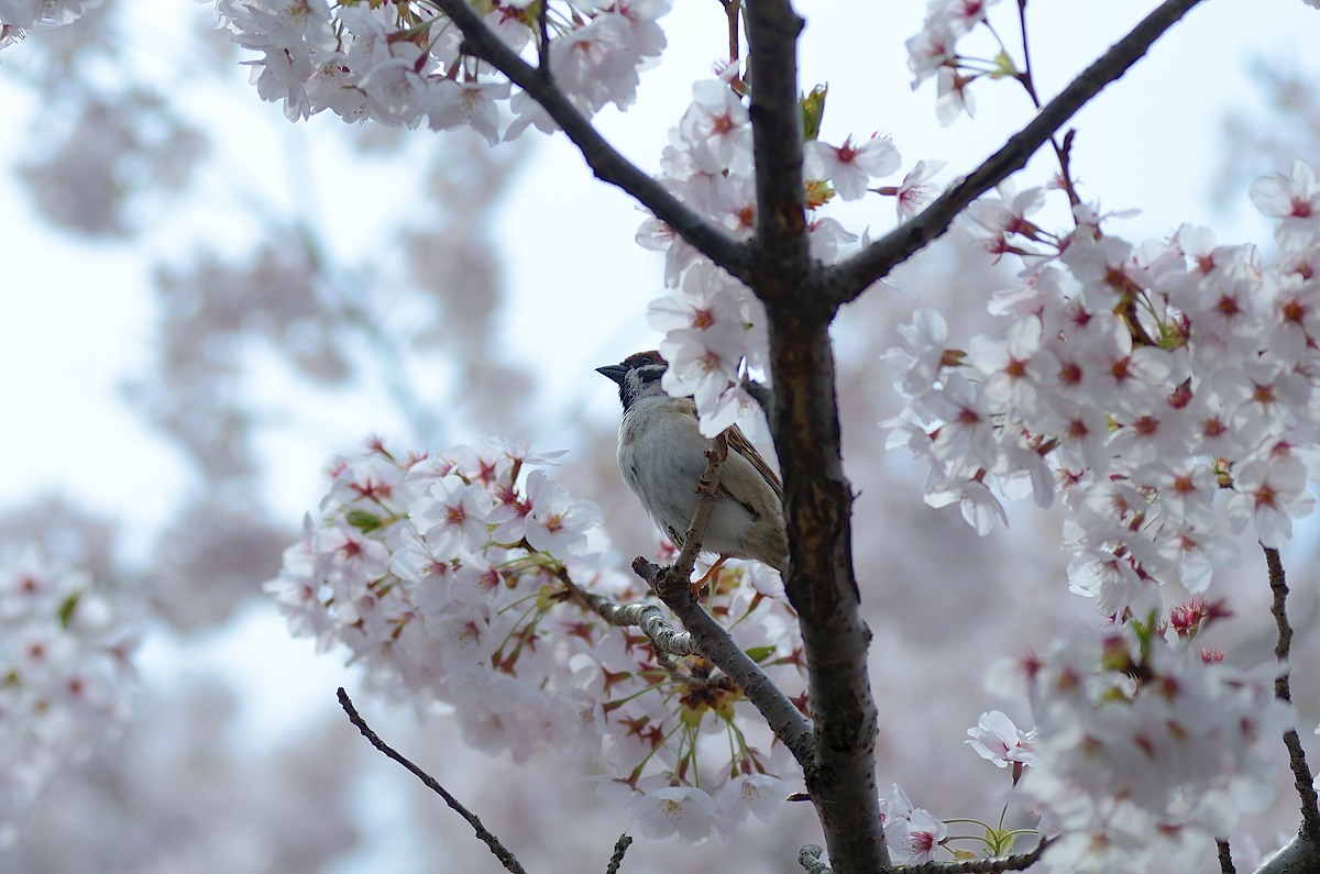 茨城サクラ巡り_f0032335_2118286.jpg