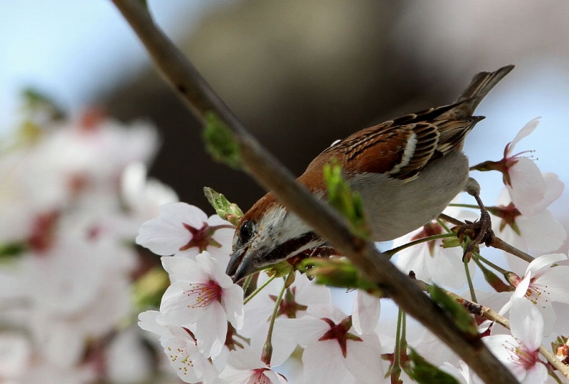 桜とニュウナイスズメ_f0206138_20423013.jpg