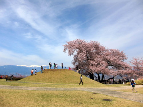 桜と桃のお花見_b0178339_19263074.jpg