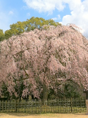 京都_f0179642_8244049.jpg