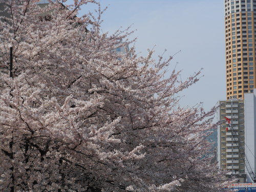 春・・・満開_c0095143_1381231.jpg