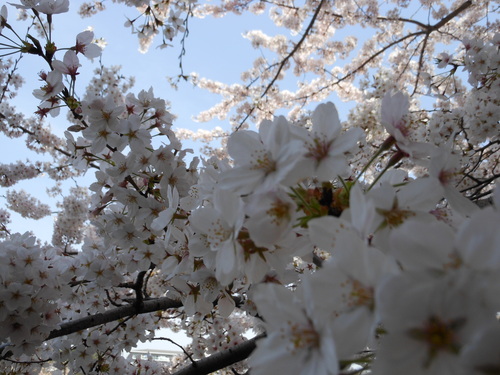 春・・・満開_c0095143_139244.jpg