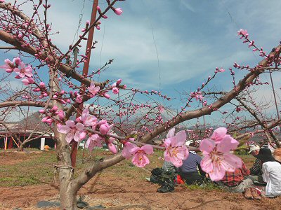 新府の桃、咲いていました♪_f0019247_02592.jpg