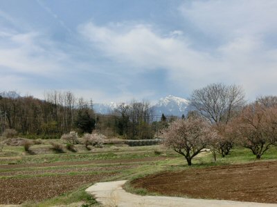 新府の桃、咲いていました♪_f0019247_031574.jpg