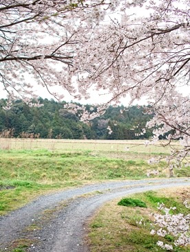 さくら、サクラ、伊香立桜_d0005250_18534183.jpg