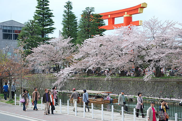 今年最後の桜_d0219351_2305184.jpg