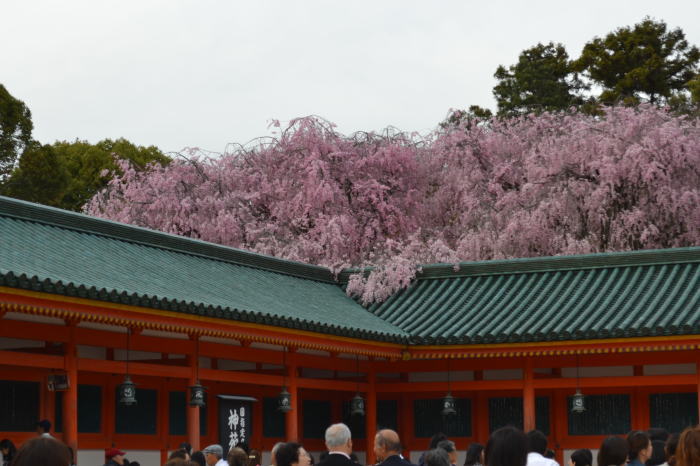 今年最後の桜_d0219351_2351936.jpg