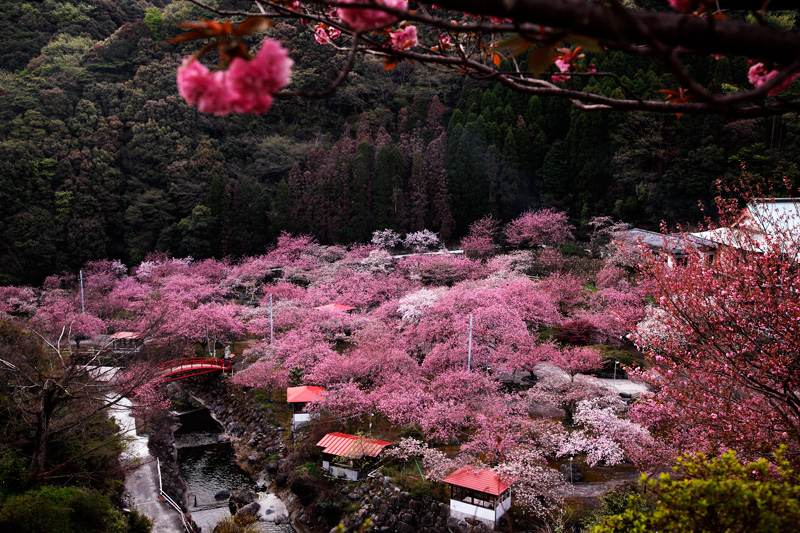 大分 一心寺桜祭 カメの撮見三昧 大分 一心寺桜祭 カメの撮見三昧