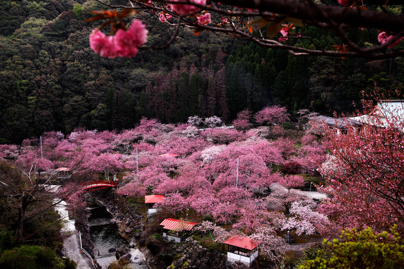 大分 一心寺桜祭 カメの撮見三昧