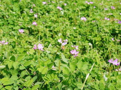 砂田米 れんげの花が咲きました_a0254656_10201519.jpg