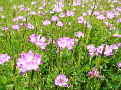 砂田米 れんげの花が咲きました_a0254656_9535979.jpg