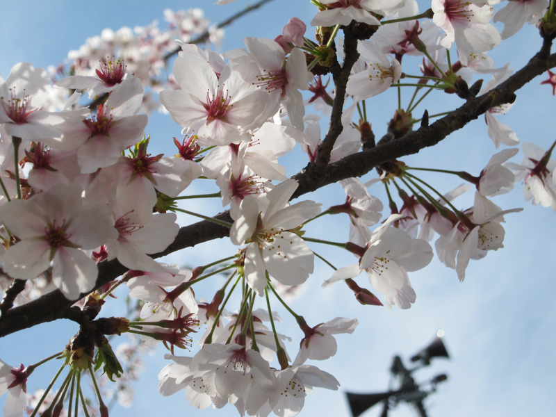 お花見に行きましたよ～さくら夙川_d0055956_1304423.jpg