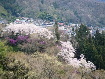 高尾山・小仏峠・相模湖・・・山頂の桜には早すぎて_d0032262_974818.jpg