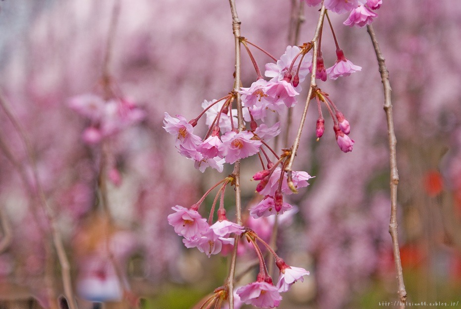 ２０１２桜～水火天満宮_f0102363_1532432.jpg