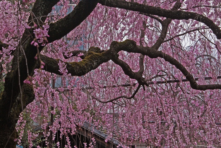 ２０１２桜～水火天満宮_f0102363_15325352.jpg