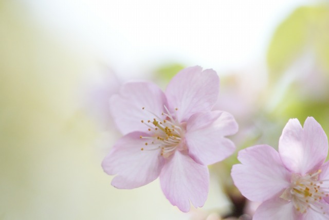 桜　＊河津桜＊_d0141365_22324865.jpg