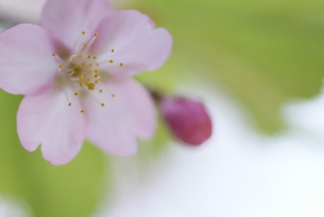 桜　＊河津桜＊_d0141365_2232750.jpg