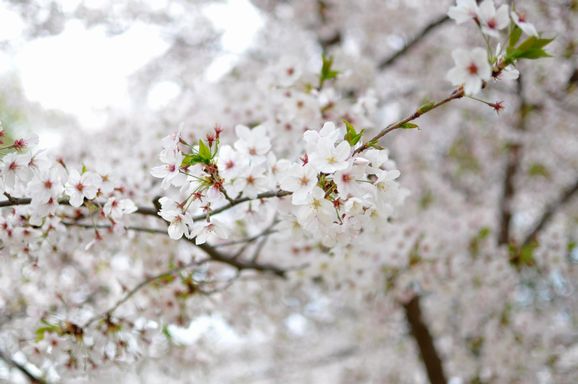 2012春　靭公園_b0205066_2134614.jpg