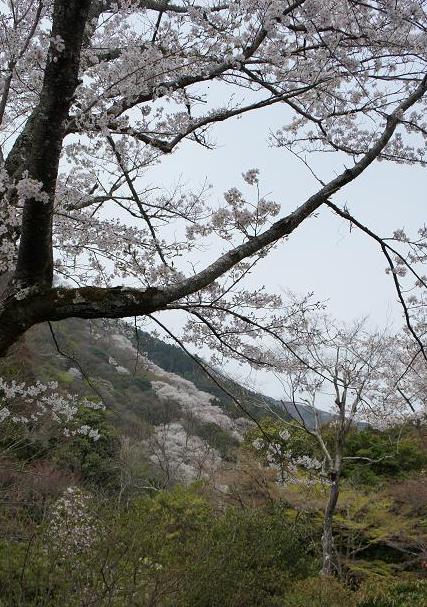 花曇りと、京都の導く_f0146466_18281792.jpg