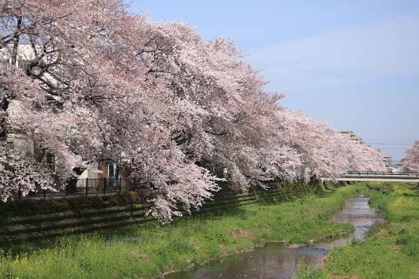 野川の桜_b0188569_18172222.jpg