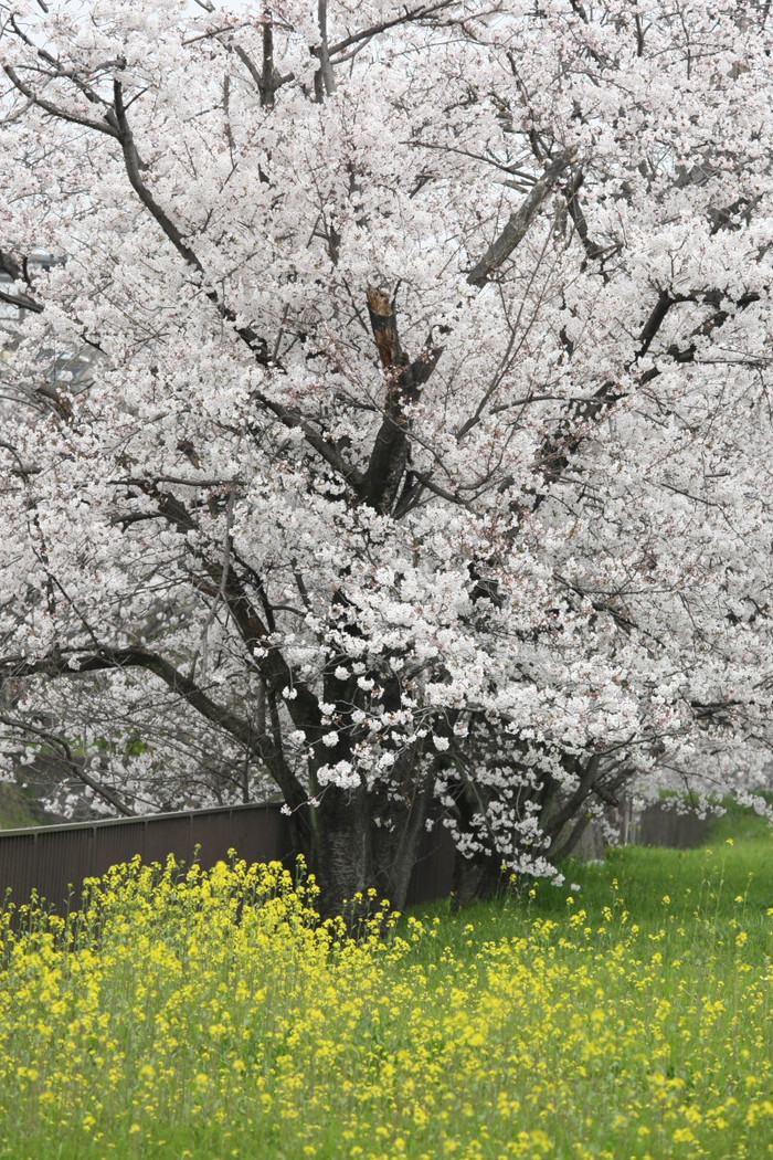 桜　2012 ご近所_f0021869_15395.jpg