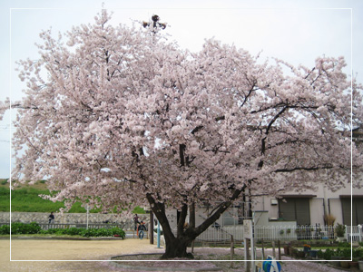 お花見から梅田へ☆_c0117570_13161924.jpg