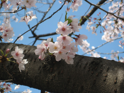 お花見から梅田へ☆_c0117570_13535441.jpg