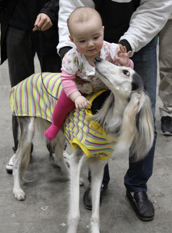 2012FCI　JapanInternational　Dog　Show　Part9_a0018671_14102171.jpg