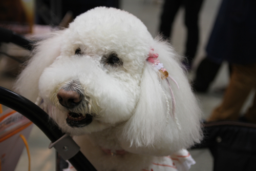 2012FCI　JapanInternational　Dog　Show　Part9_a0018671_1431395.jpg