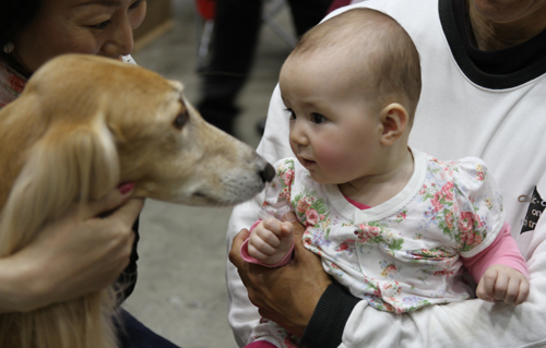 2012FCI　JapanInternational　Dog　Show　Part9_a0018671_149021.jpg