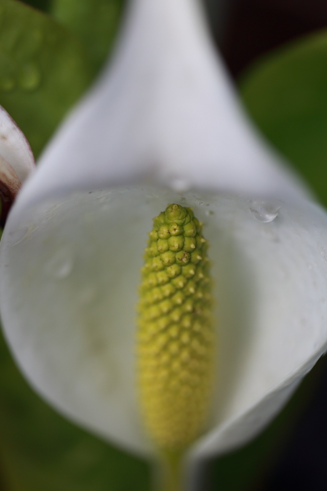 水芭蕉（２）_e0096372_605116.jpg