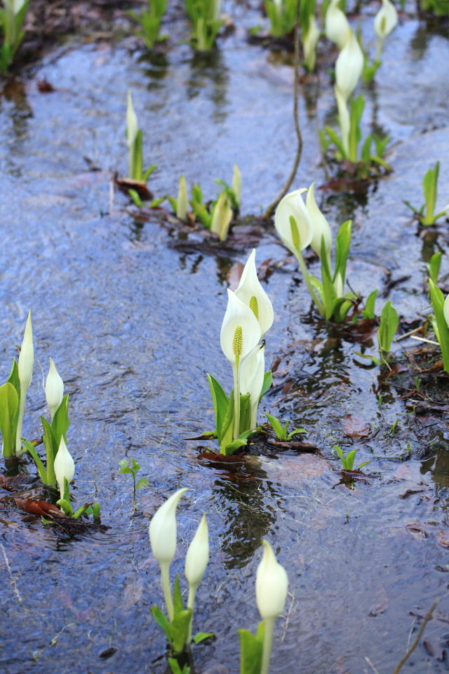 水芭蕉（２）_e0096372_611585.jpg