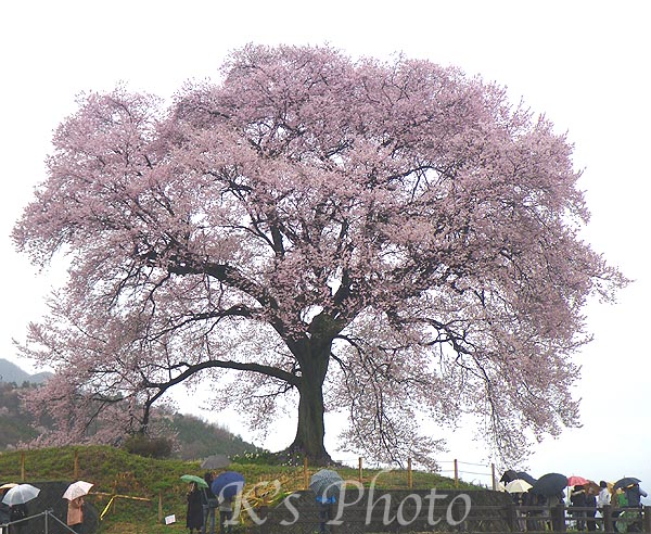 甲斐の国、桜巡礼_d0054076_9404851.jpg