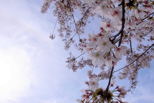 桜道_a0170378_19164917.jpg