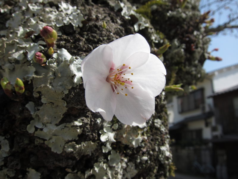 桜2012ー1週間の晴れ姿を眼に心に焼き付けて_e0138081_857153.jpg