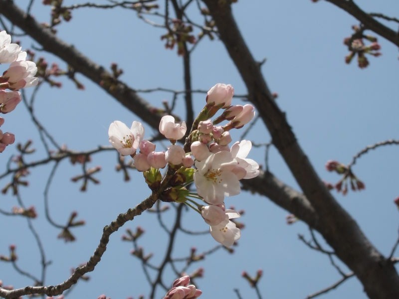 桜2012ー1週間の晴れ姿を眼に心に焼き付けて_e0138081_8595719.jpg