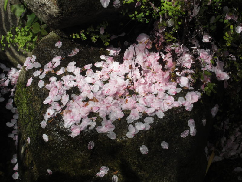 桜2012ー1週間の晴れ姿を眼に心に焼き付けて_e0138081_91132.jpg
