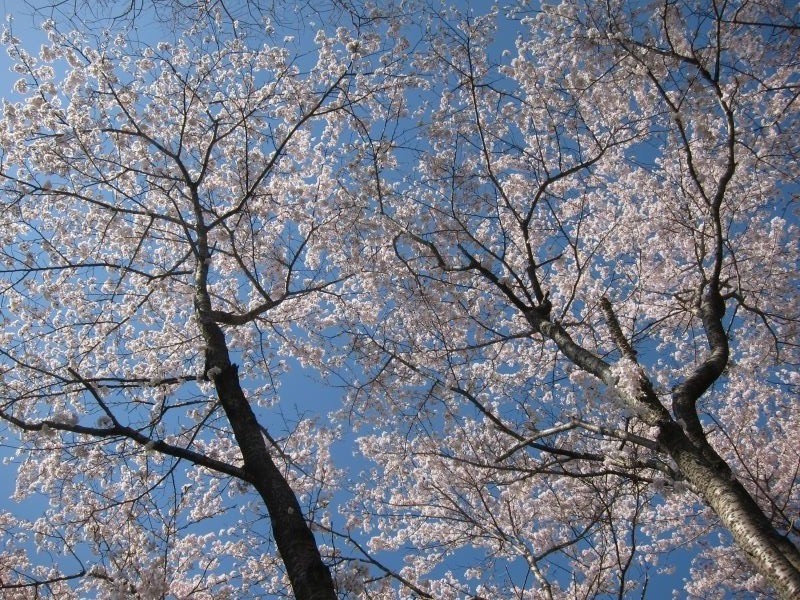 桜2012ー1週間の晴れ姿を眼に心に焼き付けて_e0138081_925326.jpg