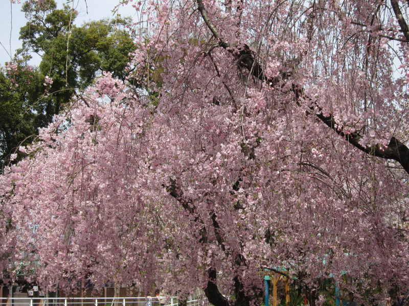 桜2012ー1週間の晴れ姿を眼に心に焼き付けて_e0138081_974655.jpg