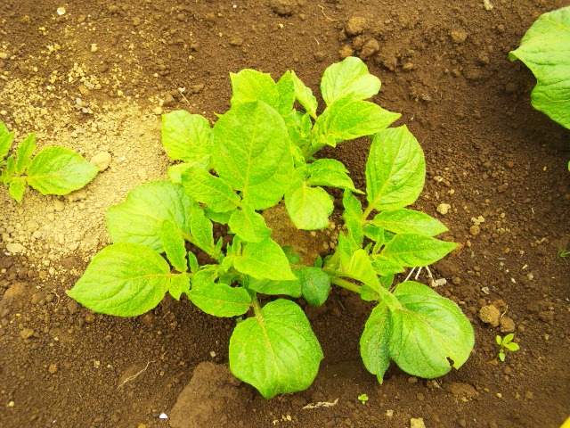 ジャガイモ キタアカリ の芽かき 耕して 播いて 食べる日々 Plow And Sow And Eat