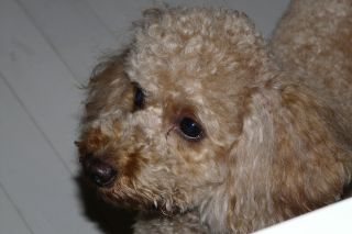 2012年4月16日 わがままは・・・・_b0098584_19283889.jpg