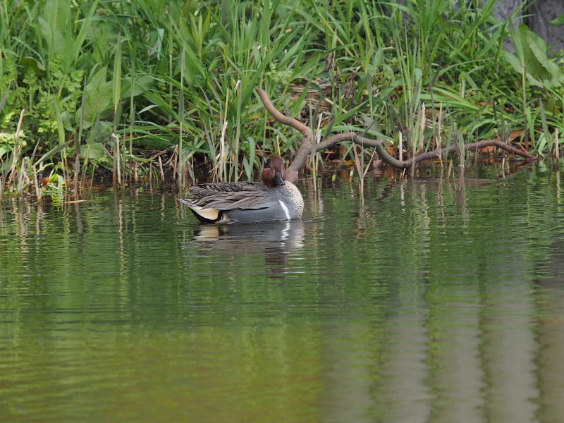 アメリカコガモ_f0055184_2052965.jpg