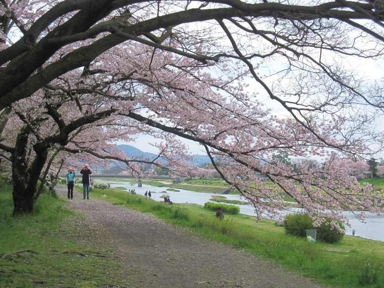 京都半木の道～京都御所の桜_b0235586_22371640.jpg