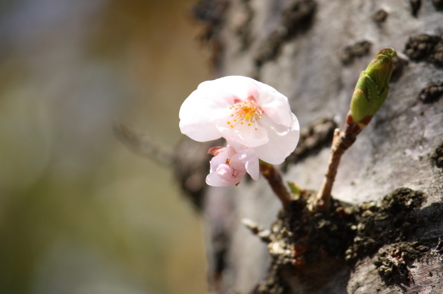 お花見満喫の一日♪ その２_e0096888_1756219.jpg