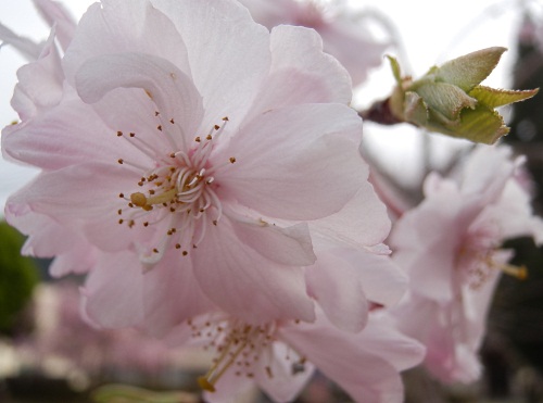 さくら ・ 桜 ・ sakura_e0252888_0192928.jpg