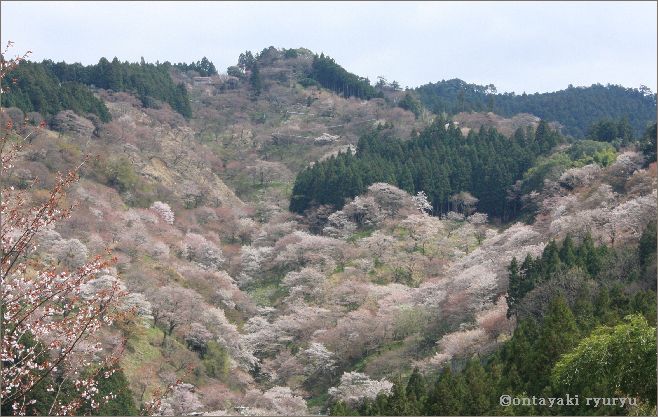 吉野千本桜　２０１２_f0223891_1332093.jpg