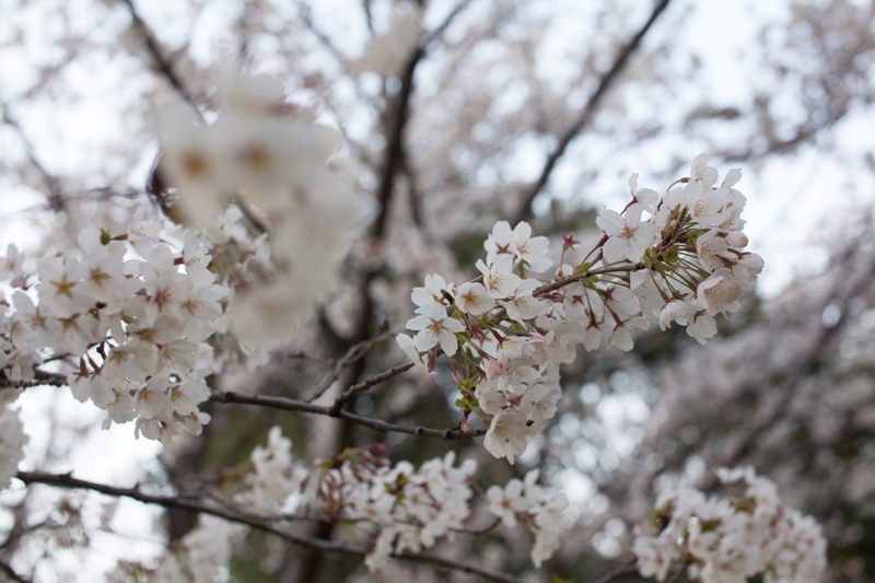 桜_d0232292_2243138.jpg